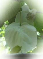 �n���J�`�m�L