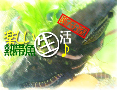 楽しい熱帯魚生活♪楽天分室