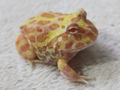 kero240_5756.jpg