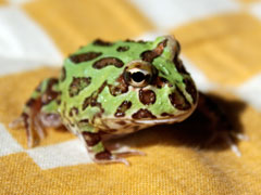 pyo240_5667.jpg