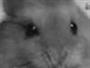 maro